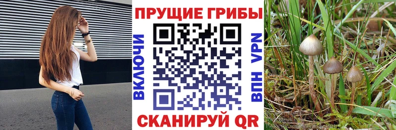 Галлюциногенные грибы Psilocybe  Ахтырский 